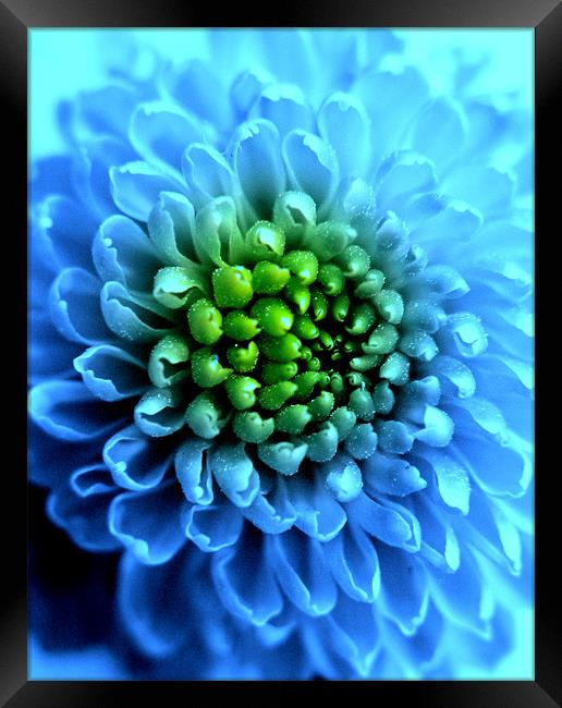 Blue Chrysanthemum Framed Print by Louise Godwin