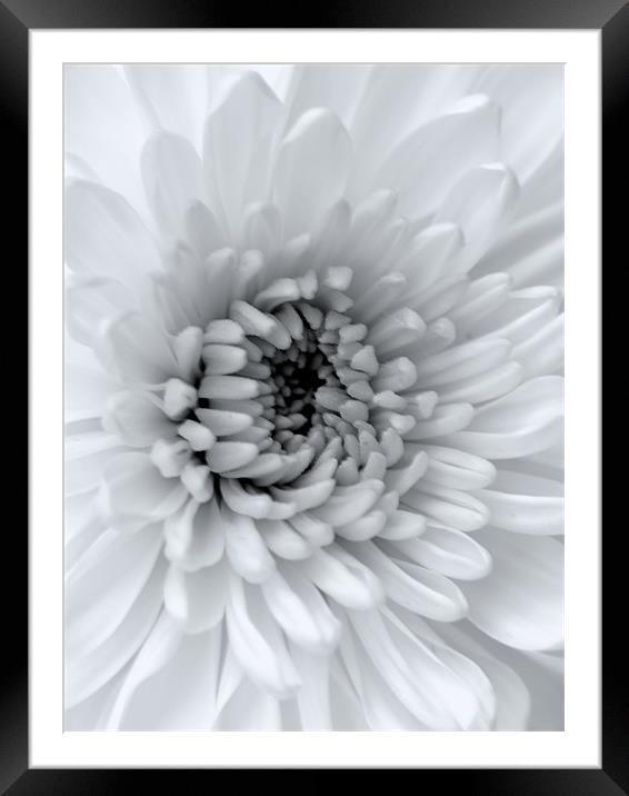 Black & White Chrysanthemum Framed Mounted Print by Louise Godwin