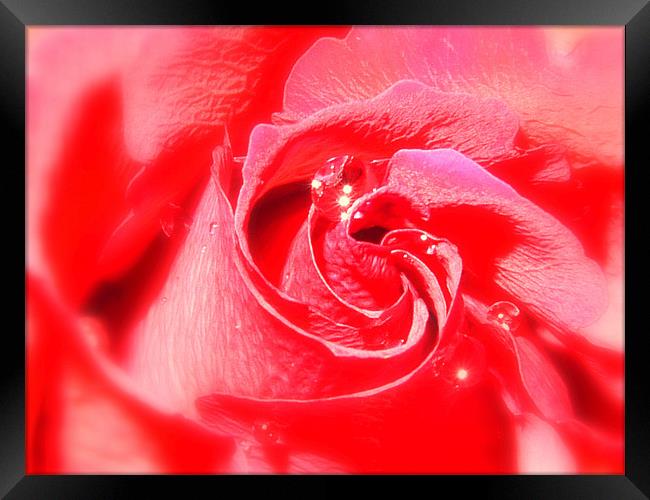 Red Rose and Water Drop Framed Print by Louise Godwin