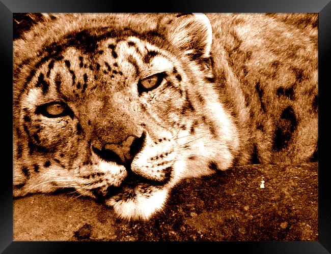 Snow Leopard In Sepia Framed Print by Louise Godwin