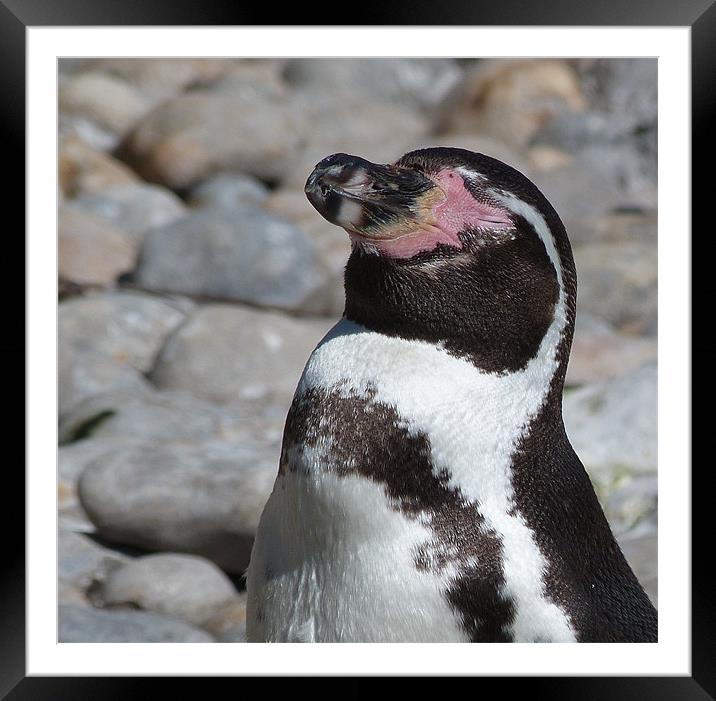 Penguin Soaking Up The Sun Framed Mounted Print by Louise Godwin