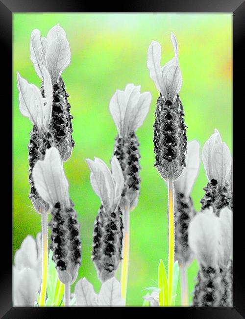 Black and White Lavender! Framed Print by Louise Godwin