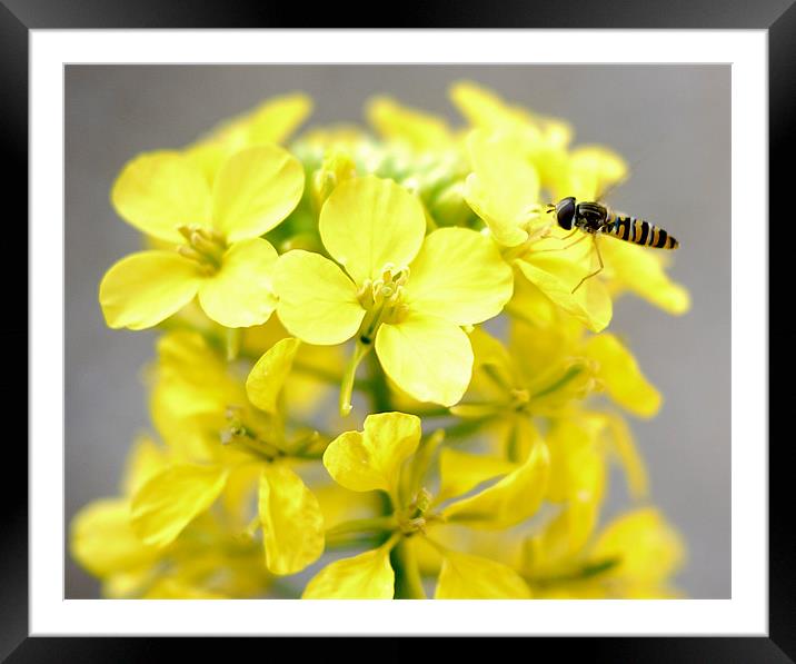 Hoverfly In Spring Framed Mounted Print by Louise Godwin