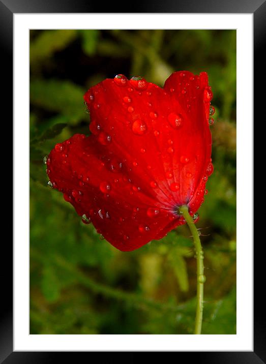 After The Rain Framed Mounted Print by Louise Godwin