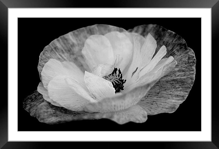 Poppy In Black and White Framed Mounted Print by Louise Godwin