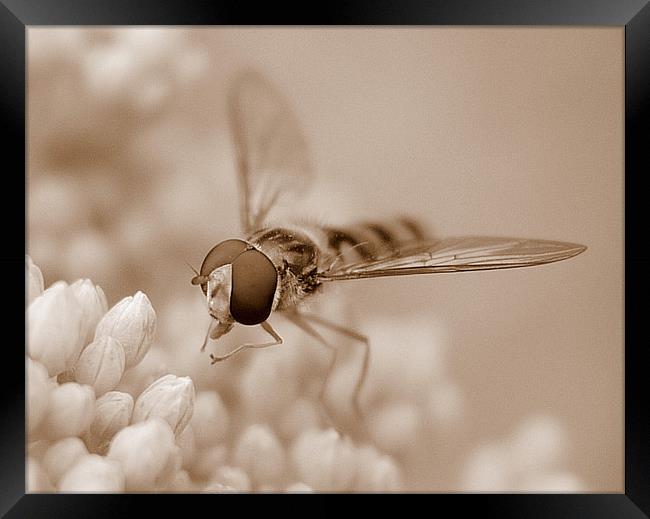Hoverfly In Sepia Framed Print by Louise Godwin