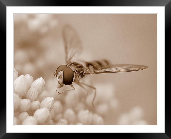 Hoverfly In Sepia Framed Mounted Print by Louise Godwin