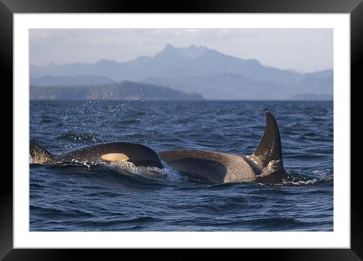 Orca Framed Mounted Print by Thomas Schaeffer