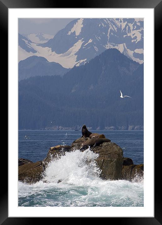 Seals Framed Mounted Print by Thomas Schaeffer