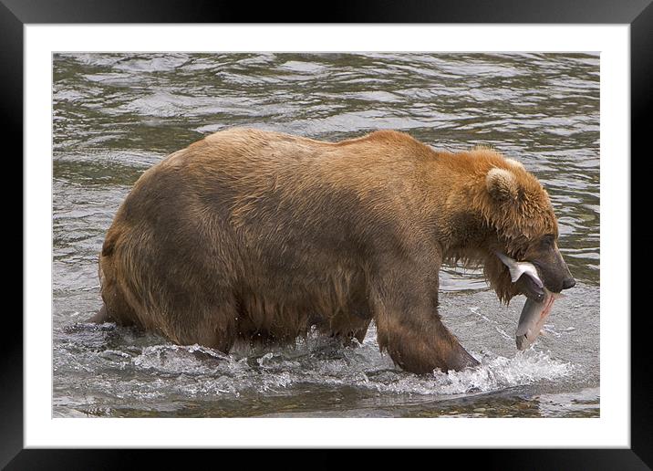 Catch of the day Framed Mounted Print by Thomas Schaeffer