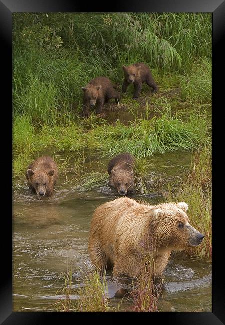 Bear family II Framed Print by Thomas Schaeffer