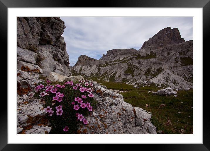 Blooming Dolomites Framed Mounted Print by Thomas Schaeffer