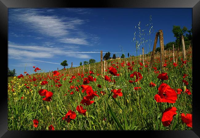 Toscana Framed Print by Thomas Schaeffer