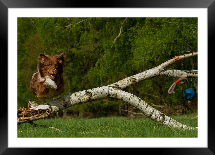 Australian shepherd Jumping Framed Mounted Print by Thomas Schaeffer