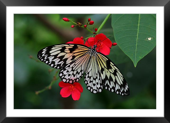 Butterfly Framed Mounted Print by Thomas Schaeffer