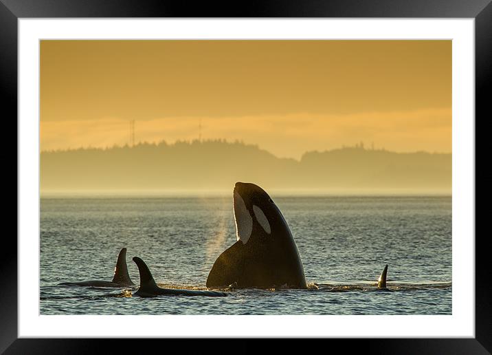 Orcas in Johnstone Strait at sunset Framed Mounted Print by Thomas Schaeffer