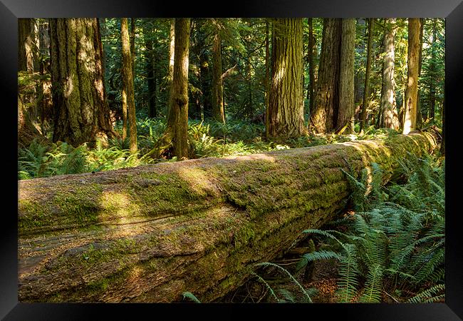 Cathedral Grove Framed Print by Thomas Schaeffer