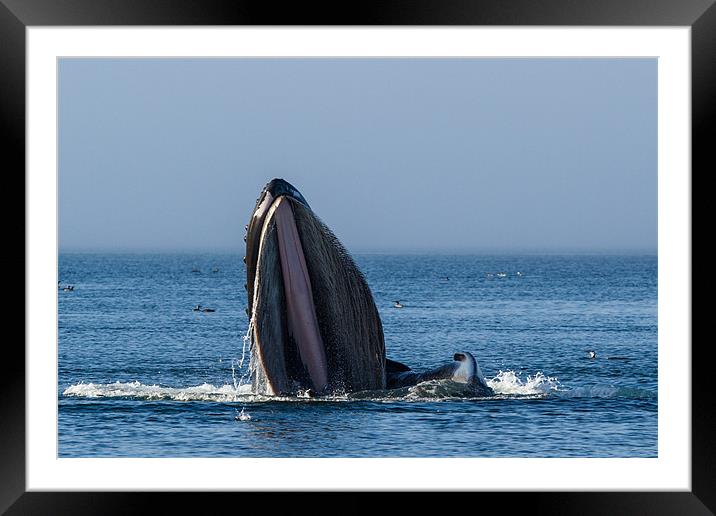 Feeding humpback whale Framed Mounted Print by Thomas Schaeffer