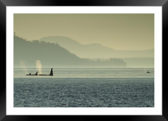 Orcas in Johnstone Strait at sunset Framed Mounted Print by Thomas Schaeffer