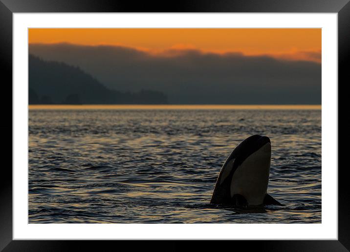 Orca spyhop Framed Mounted Print by Thomas Schaeffer