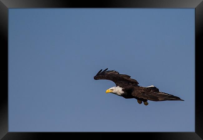 Bald Eagle Framed Print by Thomas Schaeffer