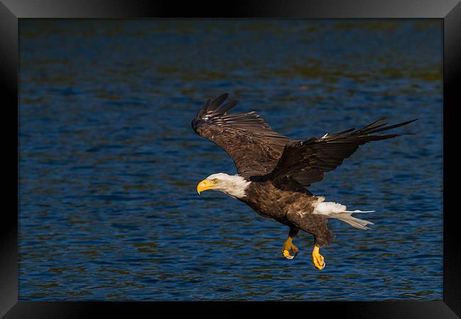 Bald eagle Framed Print by Thomas Schaeffer