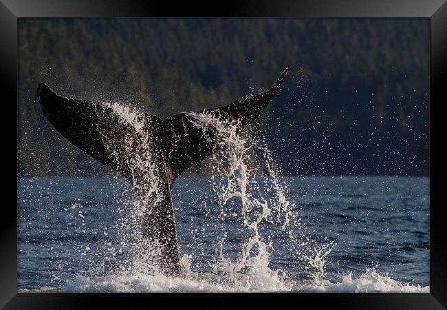 Humpback Whale Framed Print by Thomas Schaeffer