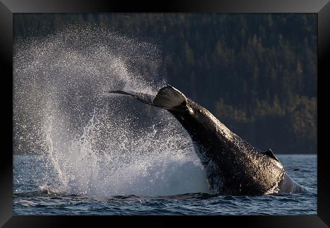 Humpback Whale Framed Print by Thomas Schaeffer