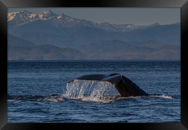 Humpback Whale Framed Print by Thomas Schaeffer