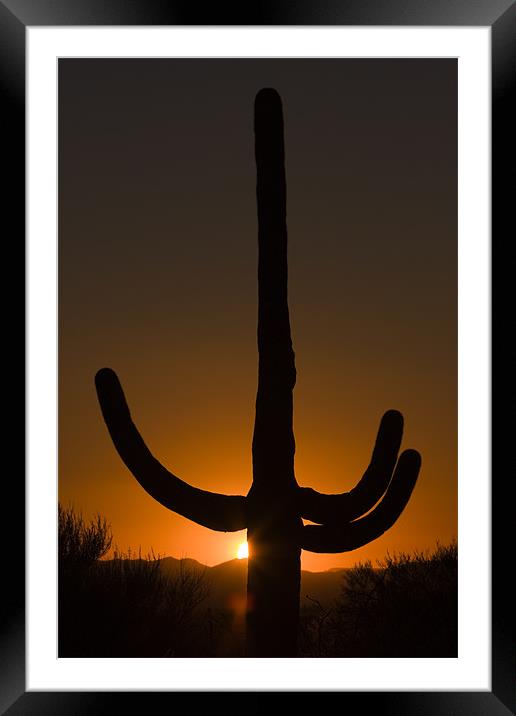 Saguaro sunset Framed Mounted Print by Thomas Schaeffer