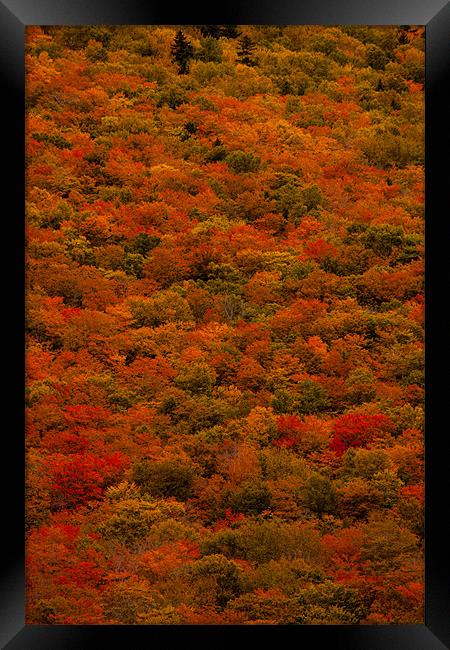 Herbstwald am Highway Framed Print by Thomas Schaeffer
