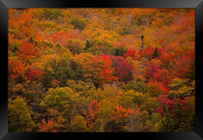 Fall colors in  New Hampshire Framed Print by Thomas Schaeffer