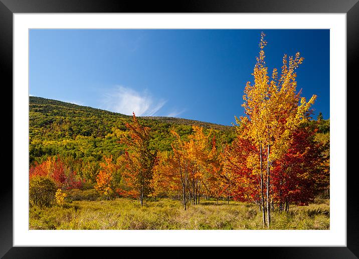 Fall colors Maine Framed Mounted Print by Thomas Schaeffer