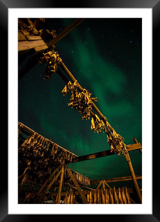 Northern Lights and dry fish Framed Mounted Print by Thomas Schaeffer