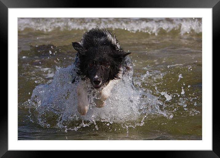 Sea dog Framed Mounted Print by Thomas Schaeffer