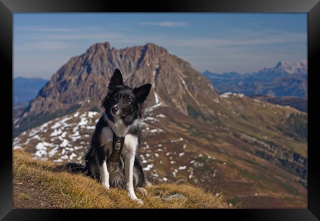 Border Collie in the mountains Framed Print by Thomas Schaeffer