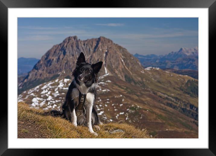 Border Collie in the mountains Framed Mounted Print by Thomas Schaeffer