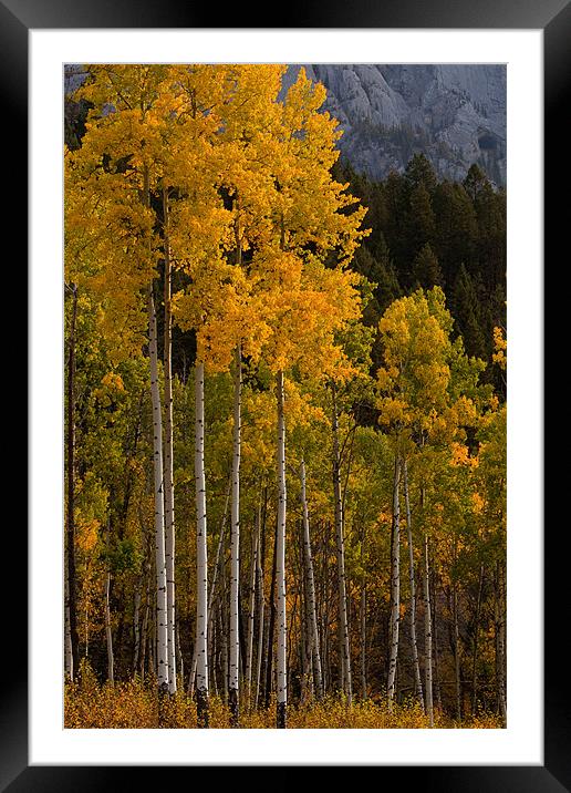 Fall colors Framed Mounted Print by Thomas Schaeffer