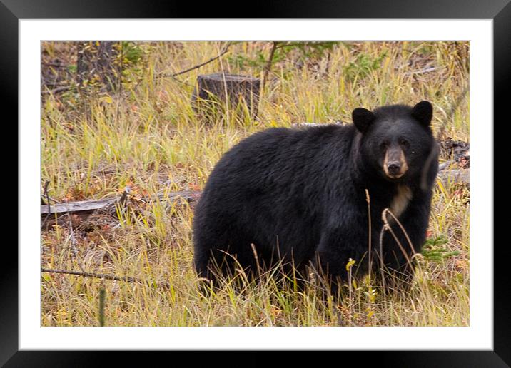 Black bear Framed Mounted Print by Thomas Schaeffer