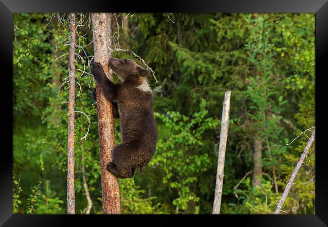Climbing brown bear cub Framed Print by Thomas Schaeffer