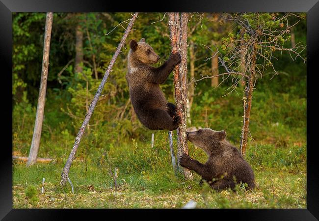 Climbing brown bear cubs Framed Print by Thomas Schaeffer