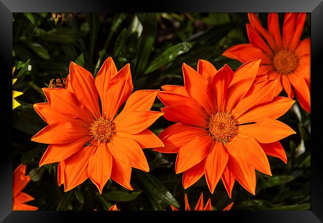 Red flowers Framed Print by Thomas Schaeffer