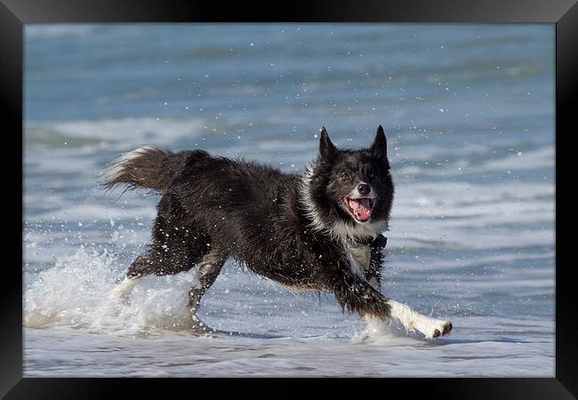 Border Collie in the water Framed Print by Thomas Schaeffer