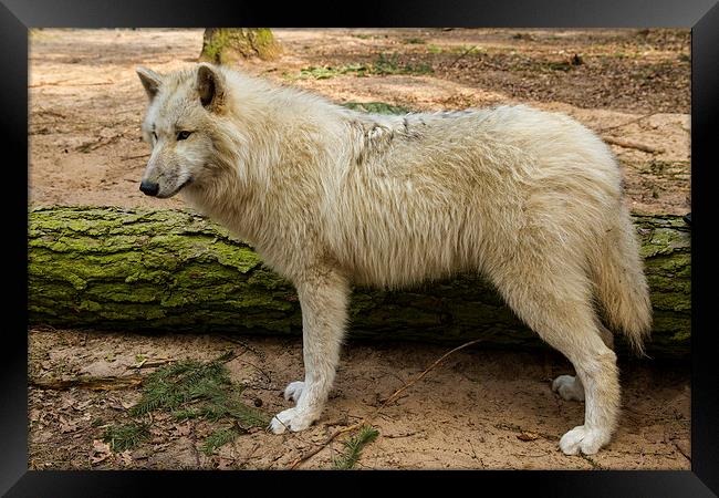 Arctic wolf Framed Print by Thomas Schaeffer