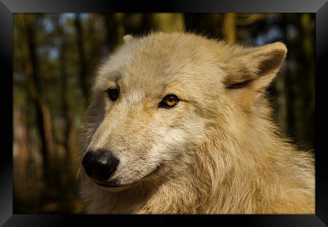 Arctic wolf Framed Print by Thomas Schaeffer