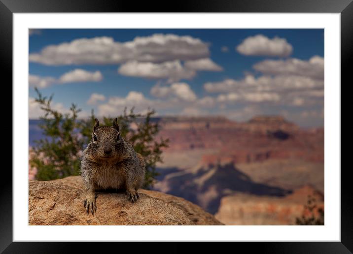 Sentinel of the Grand Canyon Framed Mounted Print by Thomas Schaeffer