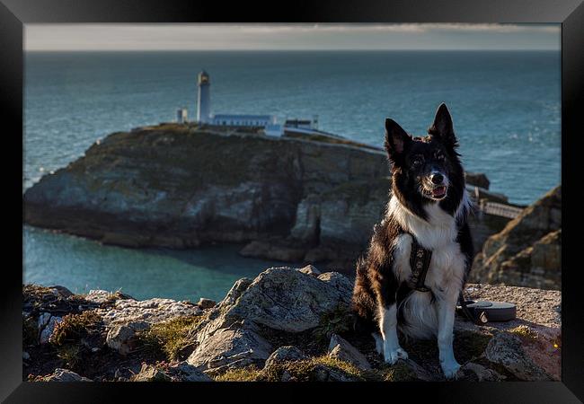 Ayla at the South Stack Framed Print by Thomas Schaeffer