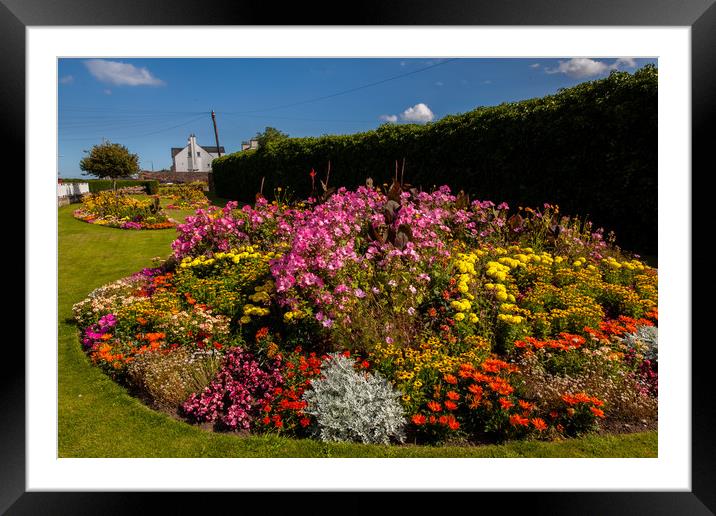 Dunbar flowers Framed Mounted Print by Thomas Schaeffer