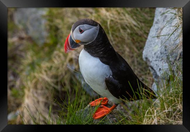 Puffin Framed Print by Thomas Schaeffer