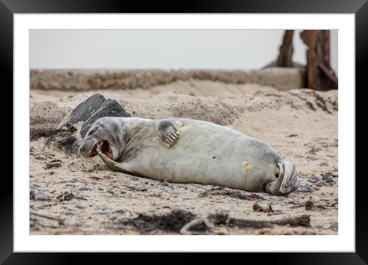 Yawn seal Framed Mounted Print by Thomas Schaeffer